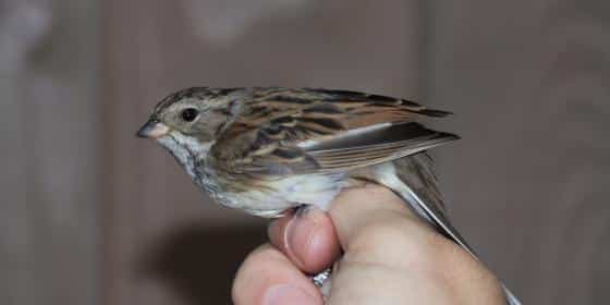 ontdek-de-zeldzame-maskergors-in-het-zwin-natuur-park:-nieuwe-vogelsoort-voor-belgie